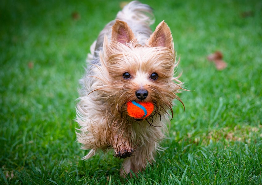 dog carrying ball at Island West Bay dog park