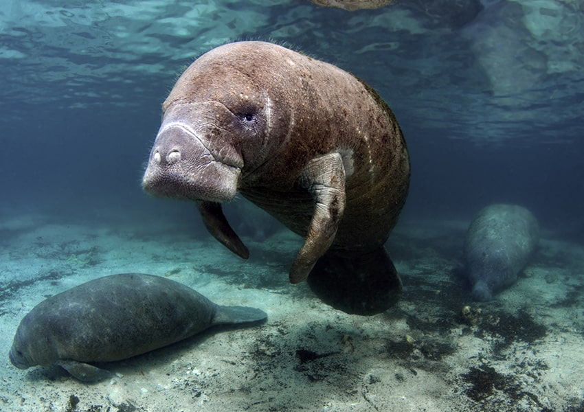 manatee in the water near west bay