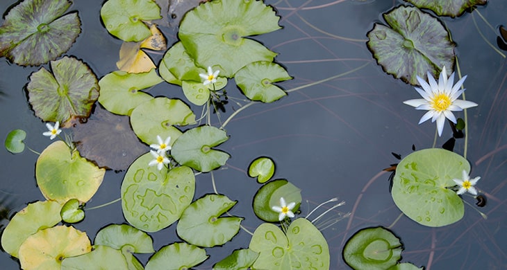 lily pads floating on water in the naples botanical gardens